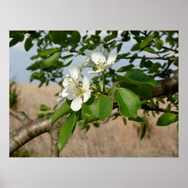 Bradford Pear träd - Poster (Framsidan)