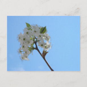 Bradford Pear Träd Vykort
