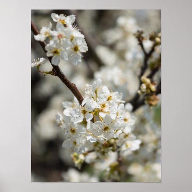 Bradford Select Focus Poster (Framsidan)