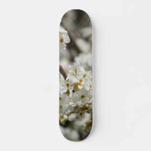 Bradford Select Focus Skateboard Bräda 20,5 Cm