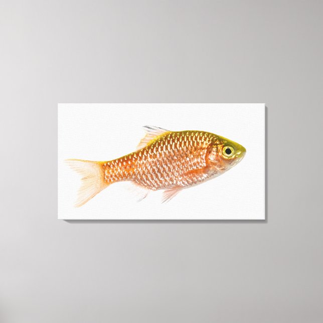 Brågfisk (Puntius conchonius) Canvastryck (Framsida)