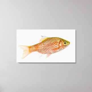 Brågfisk (Puntius conchonius) Canvastryck