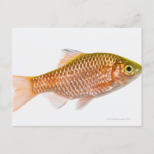 Brågfisk (Puntius conchonius) Vykort (Framsida)