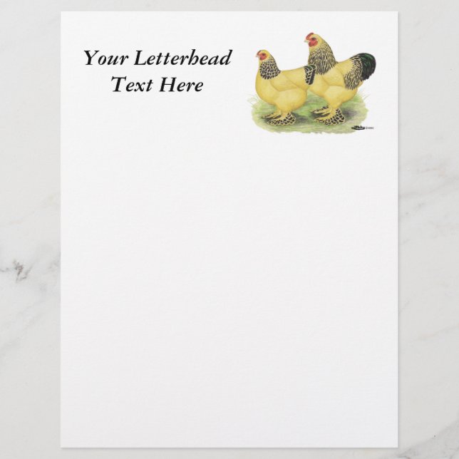 Brahma Buff Pair (Framsida)