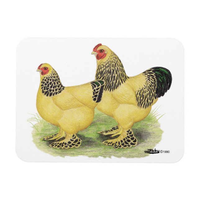 Brahma Buff Pair Magnet (Horisontell)