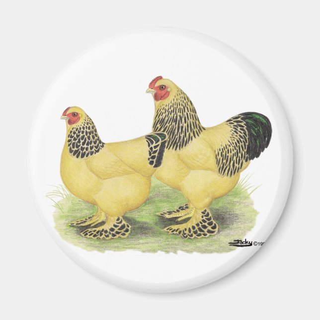 Brahma Buff Pair Magnet (Framsidan)