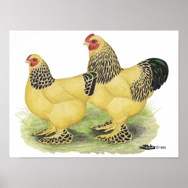 Brahma Buff Pair Poster (Framsidan)