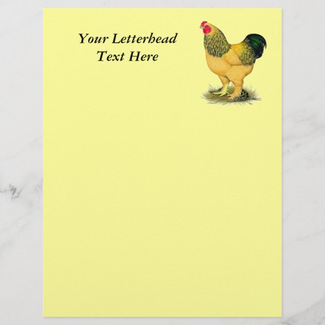 Brahma: Buff Tupp (Framsida)