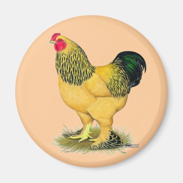 Brahma: Buff Tupp Magnet (Framsidan)