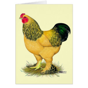 Brahma:  Buff Tupp OBS Kort