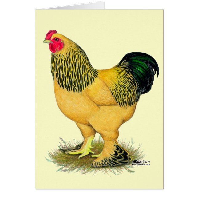 Brahma: Buff Tupp OBS Kort (Framsidan)