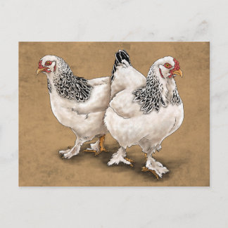 Brahma Chicken Hens vykort
