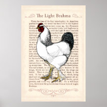 Brahma Chicken Land Kitchen Vintage Decor
