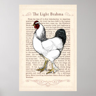 Brahma Chicken Land Kitchen Vintage Decor Poster