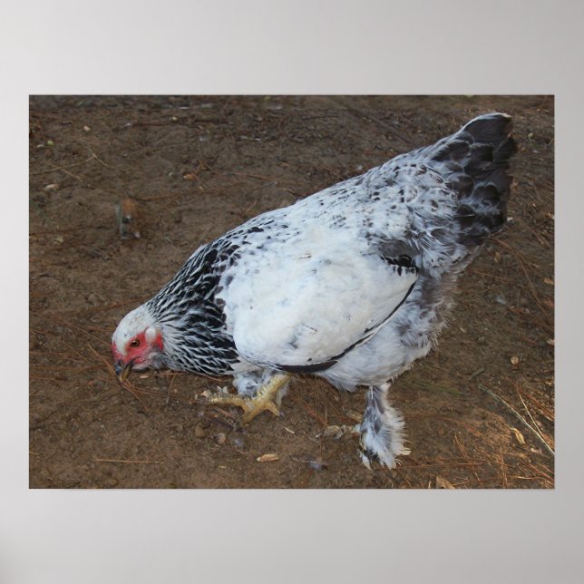 Brahma Chicken Poster (Framsidan)