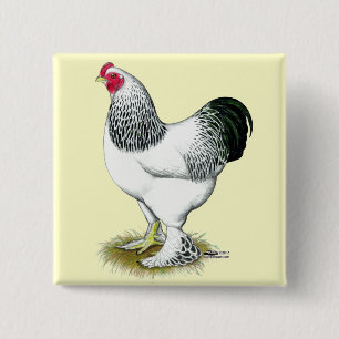 Brahma: Light Tupp Knapp