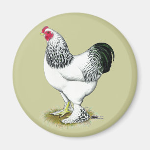 Brahma: Light Tupp Magnet