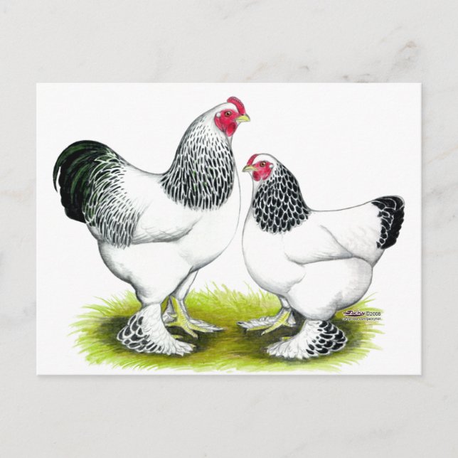 Brahma: Light Vykort (Framsida)