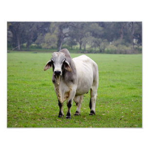 Brahman (aka. Brahma) tjur i fält Fototryck
