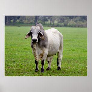 Brahman (aka. Brahma) tjur i fält Poster