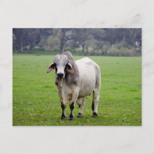 Brahman (aka. Brahma) tjur i fält Vykort