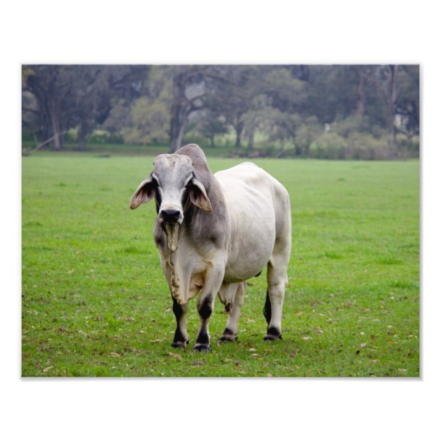 Brahman (alias Brahma) Bull i Fält Fototryck (Framsidan)