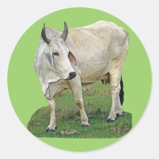 Brahman Cow Runt Klistermärke