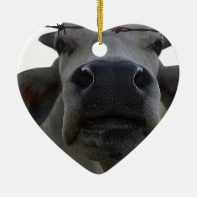 BRAHMANKORÅD LANTLIGA QUEENSLAND AUSTRALIEN JULGRANSPRYDNAD KERAMIK (Framsidan)