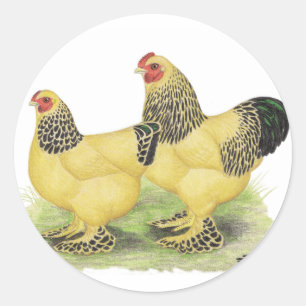 Brahmas: Buff Bantams Runt Klistermärke