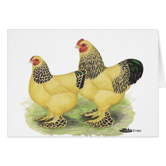 Brahmas:  Sämskskinns- Bantams Hälsningskort (Framsidan Horizontal)