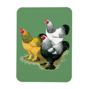 Brahmas Three Tuppar Magnet