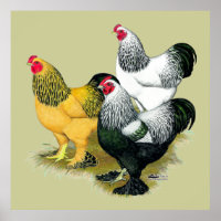 Brahmas Three Tuppar
