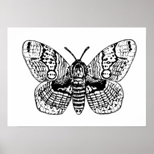 Brahmin moth teckning poster