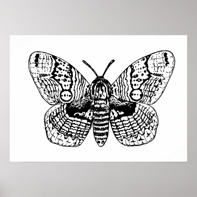 Brahmin moth teckning poster (Framsidan)