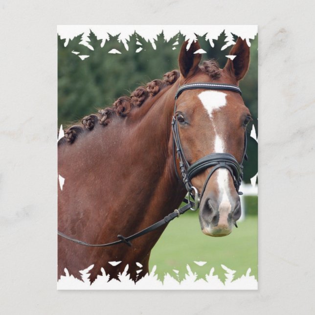 Braided Horse Mane Postcard Vykort (Framsida)