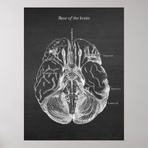 Brain Anatomical Illustration Skriv ut nr 3