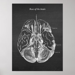 Brain Anatomical Illustration Skriv ut nr 3 Poster