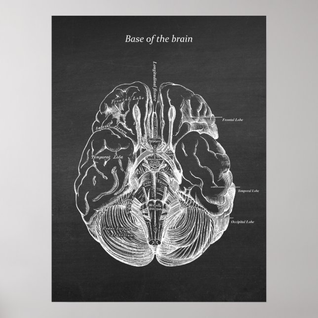 Brain Anatomical Illustration Skriv ut nr 3 Poster (Framsidan)