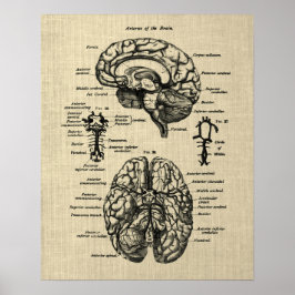 Brain Anatomy 4 Cream Background Poster