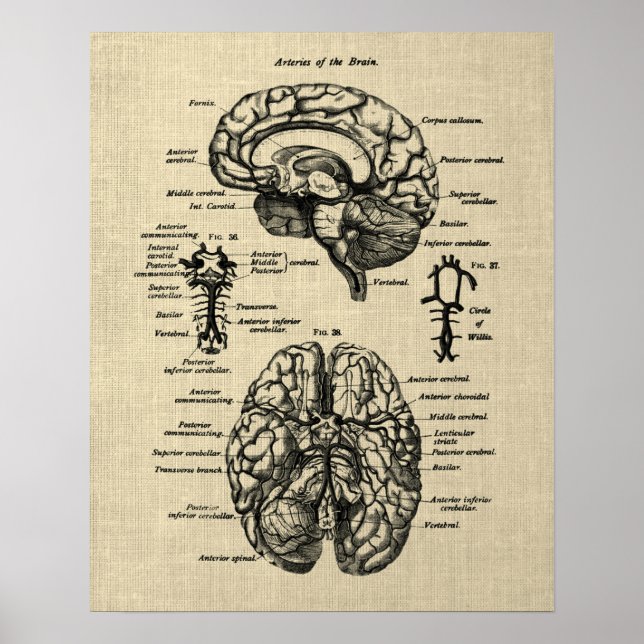 Brain Anatomy 4 Cream Background Poster (Framsidan)
