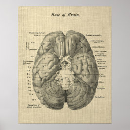 Brain Anatomy Art #1 med Cream Background Poster