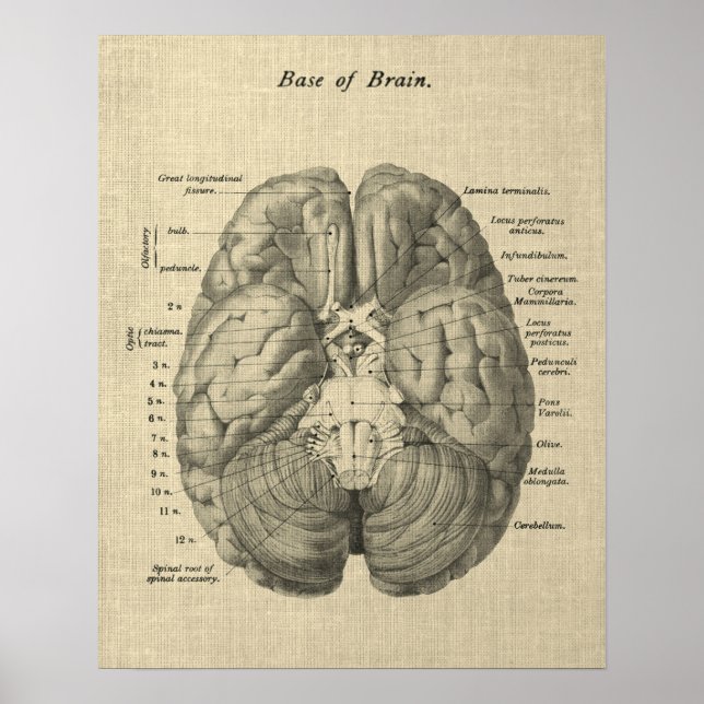 Brain Anatomy Art #1 med Cream Background Poster (Framsidan)