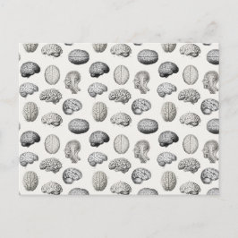 Brain Anatomy Biology Illustrations Helg Vykort