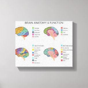 Brain Anatomy Canvastryck
