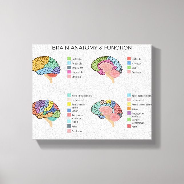 Brain Anatomy Canvastryck (Framsida)