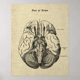 Brain Anatomy No. 3 Art med Cream Background Poster