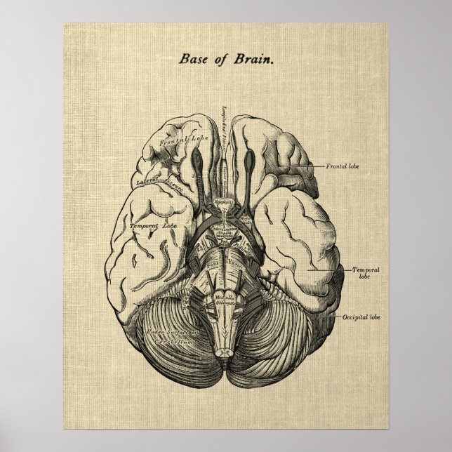 Brain Anatomy No. 3 Art med Cream Background Poster (Framsidan)