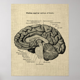 Brain Anatomy nr 2 med Cream Background Poster