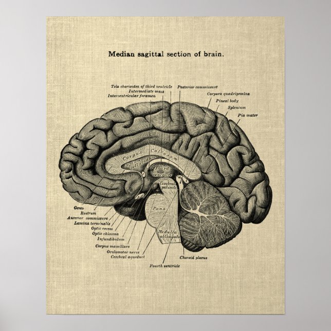 Brain Anatomy nr 2 med Cream Background Poster (Framsidan)