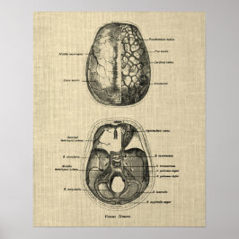 Brain Anatomy nr 5 med Cream Background Poster